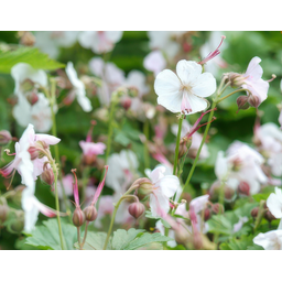 Garden basics 48x Geranium cant. 'Biokovo' - ↕10-25cm - Ø9cm (50417)