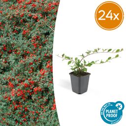 Garden basics 24x Cotoneaster dam. 'Major' - Ø9cm (50280)