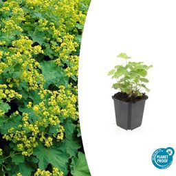 Garden basics 48x Alchemilla mollis - ↕10-25cm - Ø9cm (50275)