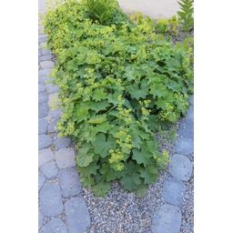 Garden basics 48x Alchemilla mollis - ↕10-25cm - Ø9cm (50275)