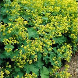 Garden basics 48x Alchemilla mollis - ↕10-25cm - Ø9cm (50275)