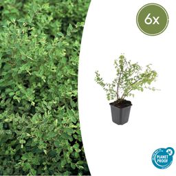 Garden basics 6x Symphoricarpos ch. 'Hancock' - ↕10-25cm - Ø9cm (48000)