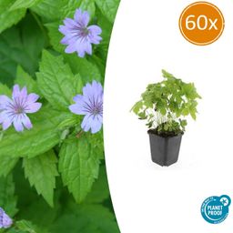 Garden basics 60x Geranium nodosum - ↕10-25cm - Ø9cm (47810)
