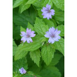 Garden basics 60x Geranium nodosum - ↕10-25cm - Ø9cm (47810)