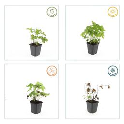 Garden basics 60x Geranium nodosum - ↕10-25cm - Ø9cm (47810)