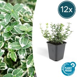 Garden basics 12x Euonymus fort. 'Emerald Gaiety' - ↕10-25cm - Ø9cm (46905)