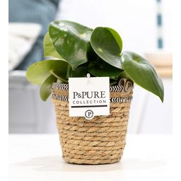 Peperomia Raindrop In P&PURE Basket (53379)