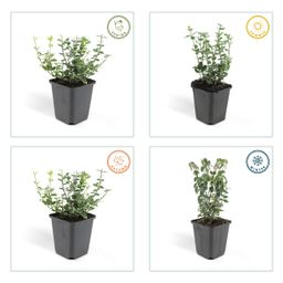 Garden basics 12x Euonymus fort. 'Emerald Gaiety' - ↕10-25cm - Ø9cm (46905)