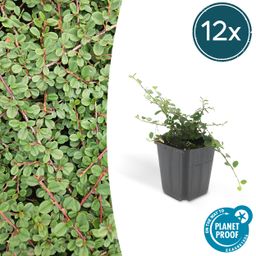 Garden basics 12x Cotoneaster pr. 'Queen of Carpets' - ↕10-25cm - Ø9cm (46890)