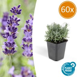 Garden basics 60x Lavandula 'Hidcote' - ↕10-25cm - Ø9cm (46948)