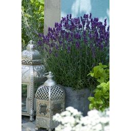 Garden basics 60x Lavandula 'Hidcote' - ↕10-25cm - Ø9cm (46948)