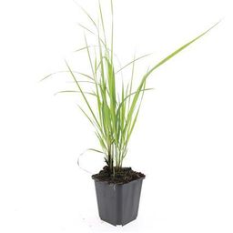 Garden basics 48x Calamagrostis acut. 'Karl Foerster' - ↕10-25cm - Ø9cm (50377)
