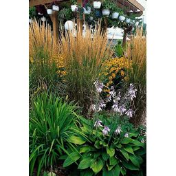 Garden basics 48x Calamagrostis acut. 'Karl Foerster' - ↕10-25cm - Ø9cm (50377)