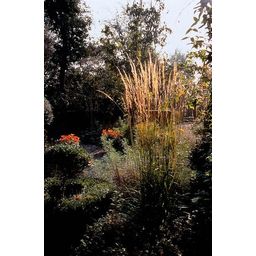 Garden basics 48x Calamagrostis acut. 'Karl Foerster' - ↕10-25cm - Ø9cm (50377)