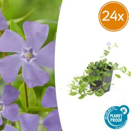 Garden basics 24x Vinca minor - ↕10-25cm - Ø9cm (50348)