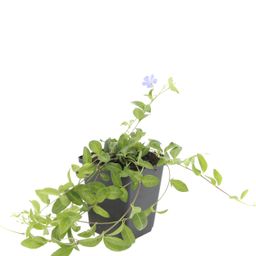 Garden basics 24x Vinca minor - ↕10-25cm - Ø9cm (50348)