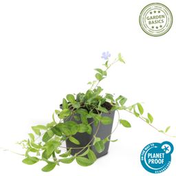 Garden basics 24x Vinca minor - ↕10-25cm - Ø9cm (50348)