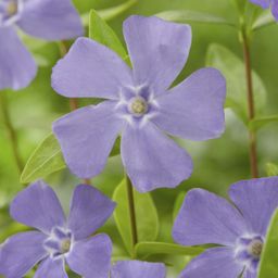 Garden basics 24x Vinca minor - ↕10-25cm - Ø9cm (50348)