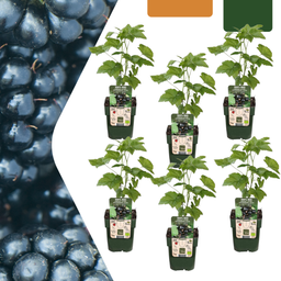 Premium basics 6 x Biologische bramenplanten - Ø 13 cm - ↨ 20 cm (48368)