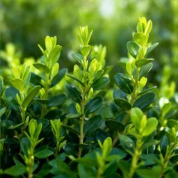 Buxus Haag - BetterBuxus Babylon Beauty - Resistant tegen de Buxus schimmel - 12 planten - 2 strekkende meter - pot 13cm hoogte 30-35 (8720862103559)