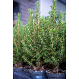 Mini-Kerstboom - Chamaecyparis - 25-30 cm (8720872023007)