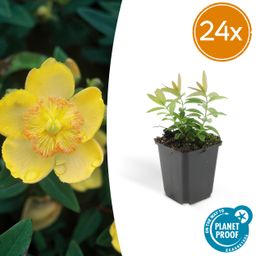 Garden basics 24x Hypericum calycinum - ↕10-25cm - Ø9cm (50328)