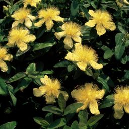 Garden basics 24x Hypericum calycinum - ↕10-25cm - Ø9cm (50328)