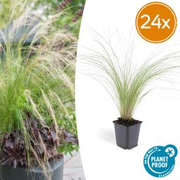Garden basics 24x Stipa tenuissima 'Ponytails' - ↕10-25cm - Ø9cm (50344)