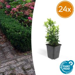 Garden basics 24x Euonymus jap. Green Spire - ↕10-25cm - Ø9cm (50318)
