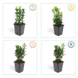 Garden basics 24x Euonymus jap. Green Spire - ↕10-25cm - Ø9cm (50318)