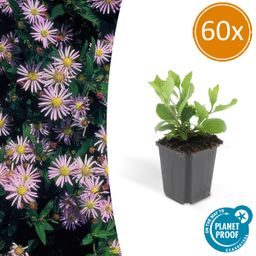 Garden basics 60x Aster ageratoides 'Asran' - ↕10-25cm - Ø9cm (46873)