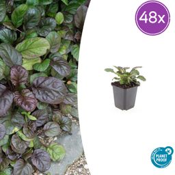 Garden basics 48x Ajuga reptans 'Catlin's Giant' - ↕10-25cm - Ø9cm (50363)