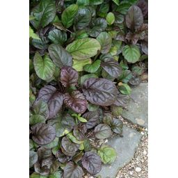 Garden basics 48x Ajuga reptans 'Catlin's Giant' - ↕10-25cm - Ø9cm (50363)