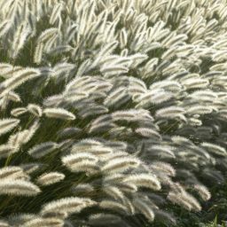Garden basics 6x Pennisetum alopecuroides 'Hameln' - ↕10-25cm - Ø9cm (46980)