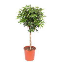 Schefflera op stam - 150 cm (51082)