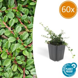 Garden basics 60x Cotoneaster pr. 'Streib's Findling' - ↕10-25cm - Ø9cm (46898)