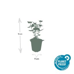 Garden basics 48x Agastache 'Blue Fortune' - ↕10-25cm - Ø9cm (50359)