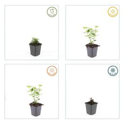 Garden basics 48x Agastache 'Blue Fortune' - ↕10-25cm - Ø9cm (50359)