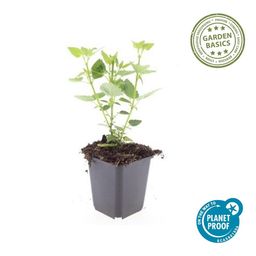 Garden basics 48x Agastache 'Blue Fortune' - ↕10-25cm - Ø9cm (50359)
