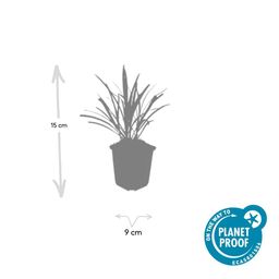 Garden basics 12x Liriope muscari 'Ingwersen' - ↕10-25cm - Ø9cm (47897)