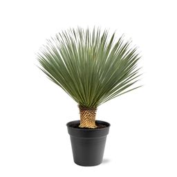 Yucca Rostrata - 100 - 120 cm - Ø40 (47177)