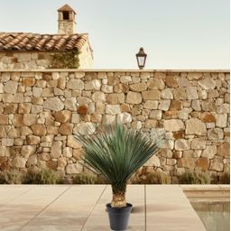 Yucca Rostrata - 100 - 120 cm - Ø40 (47177)