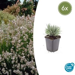 Garden basics 6x Lavandula int. 'Edelweiss' - ↕10-25cm - Ø9cm (47881)