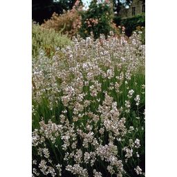 Garden basics 6x Lavandula int. 'Edelweiss' - ↕10-25cm - Ø9cm (47881)