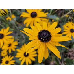 Garden basics 12x Rudbeckia fulgida 'Goldsturm' - ↕10-25cm - Ø9cm (47976)