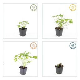 Garden basics 6x Geranium macr. 'Czakor' - ↕10-25cm - Ø9cm (47782)