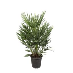 Chamaerops Humilis (35449)