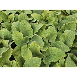 Garden basics 6x Phlomis russeliana - ↕10-25cm - Ø9cm (47965)