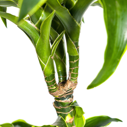 Dracaena Deremensis Dorado met mand Ø24cm - ↕120 (48783)