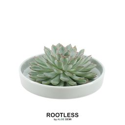 Rootless by aloe demi ROOTLESS Succulent Echeveria Pulidonis in schaal 'groen' Ø20 cm (8721001420100)